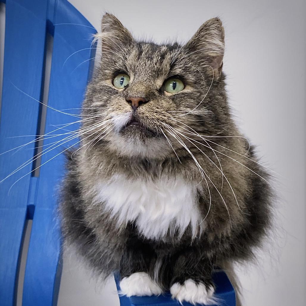 Mr. Tabby, Adoptable, Senior Male Domestic Medium Hair.