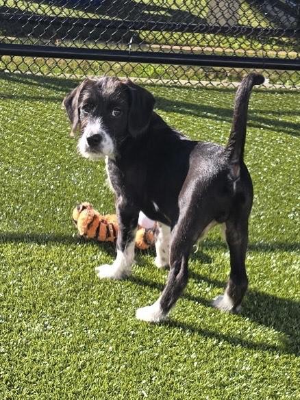 Enlarge Moe, a ADOPTABLE mixed breed in Daphne, AL image 4/4