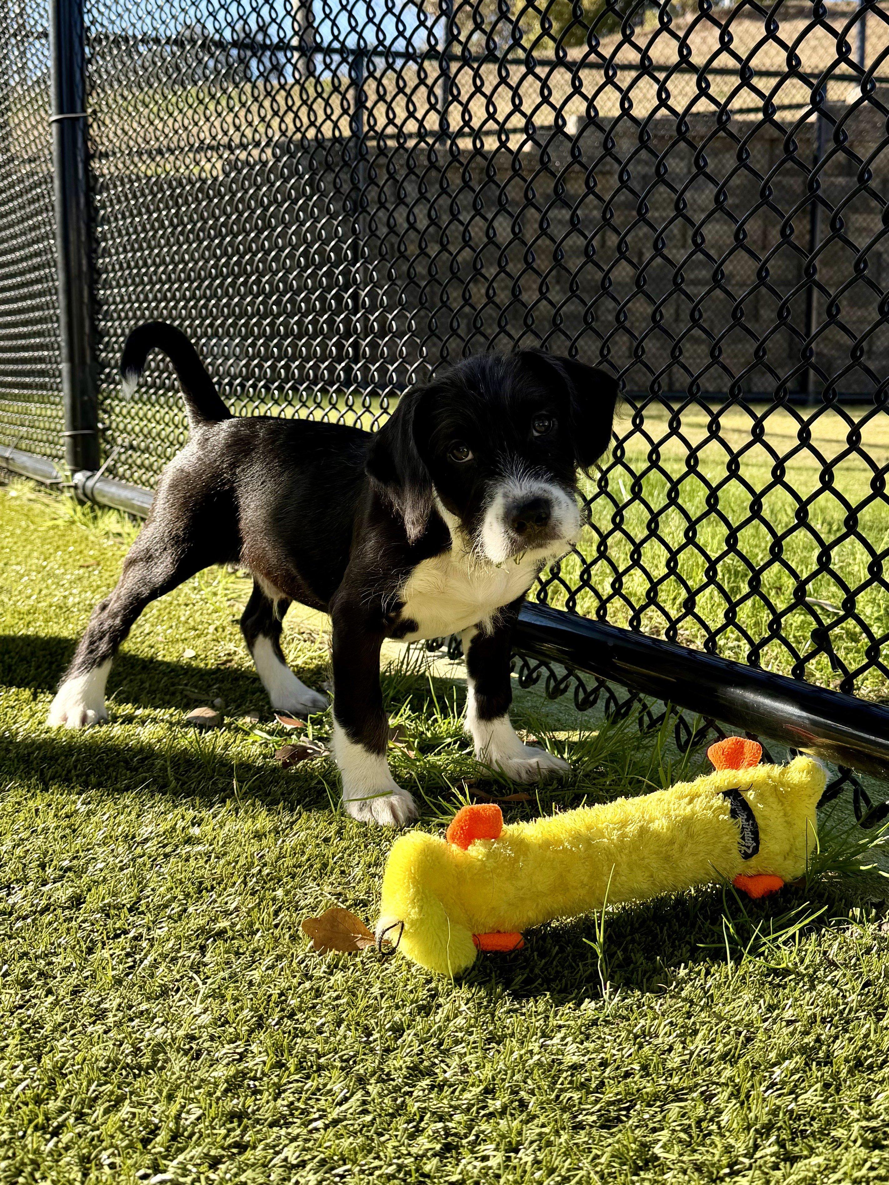 Enlarge Moe, a ADOPTABLE mixed breed in Daphne, AL image 3/4