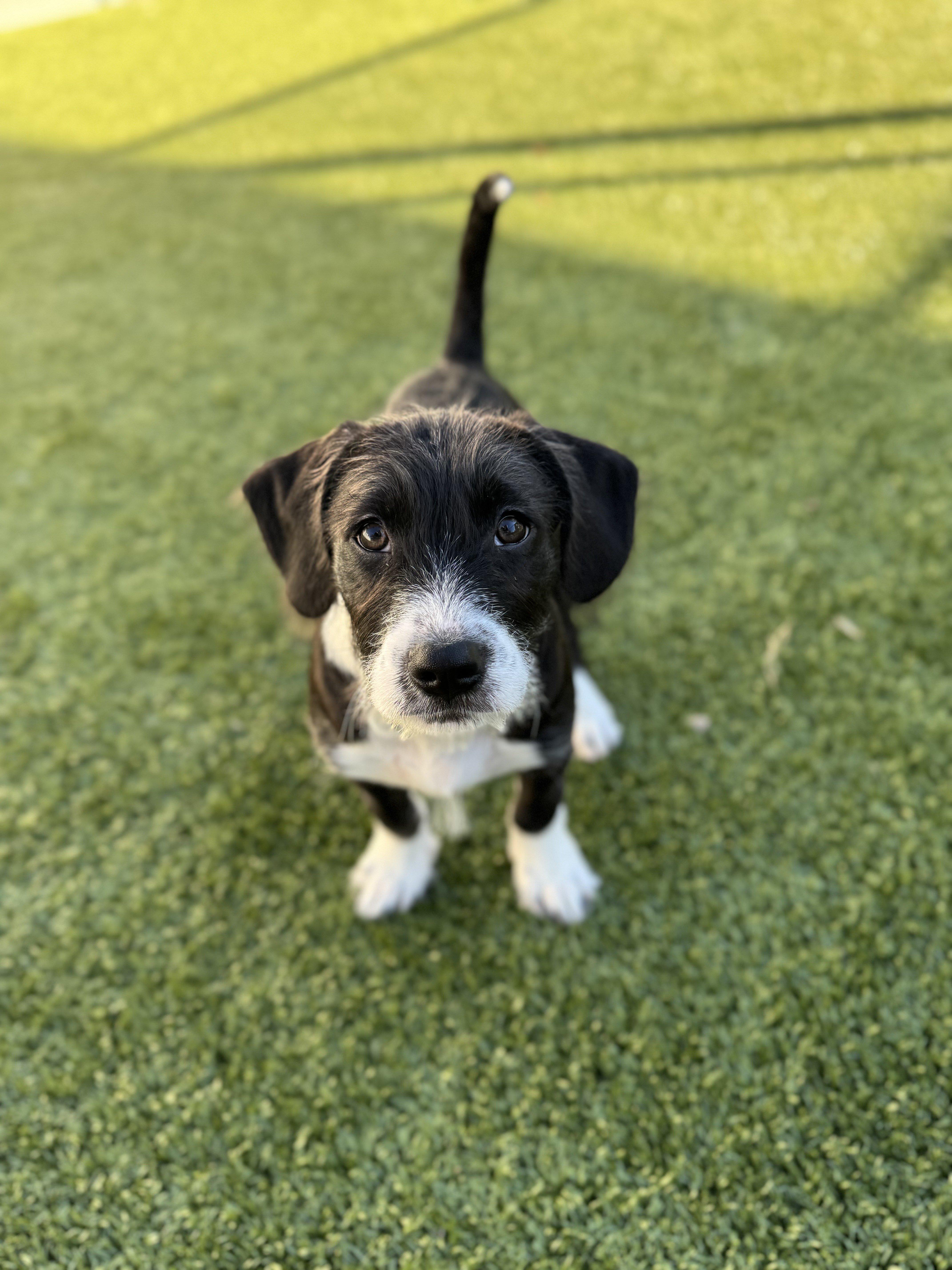 Enlarge Moe, a ADOPTABLE mixed breed in Daphne, AL image 2/4