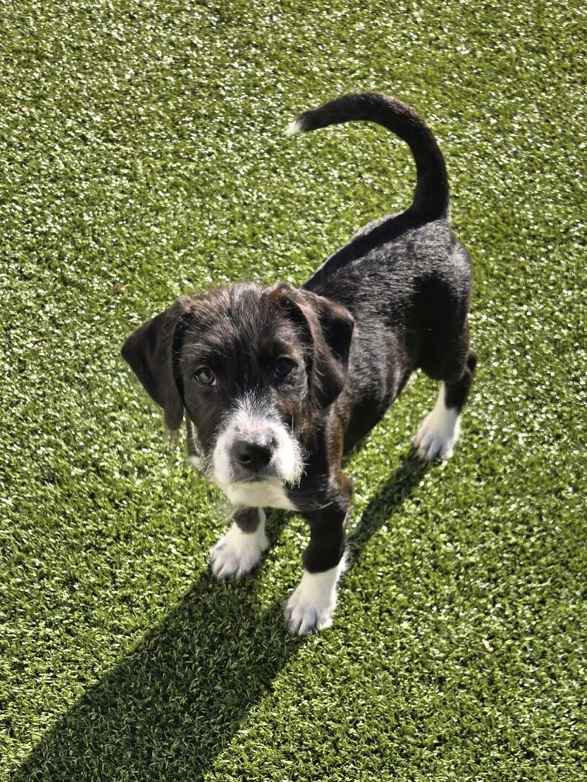 Enlarge Moe, a ADOPTABLE mixed breed in Daphne, AL image 1/4