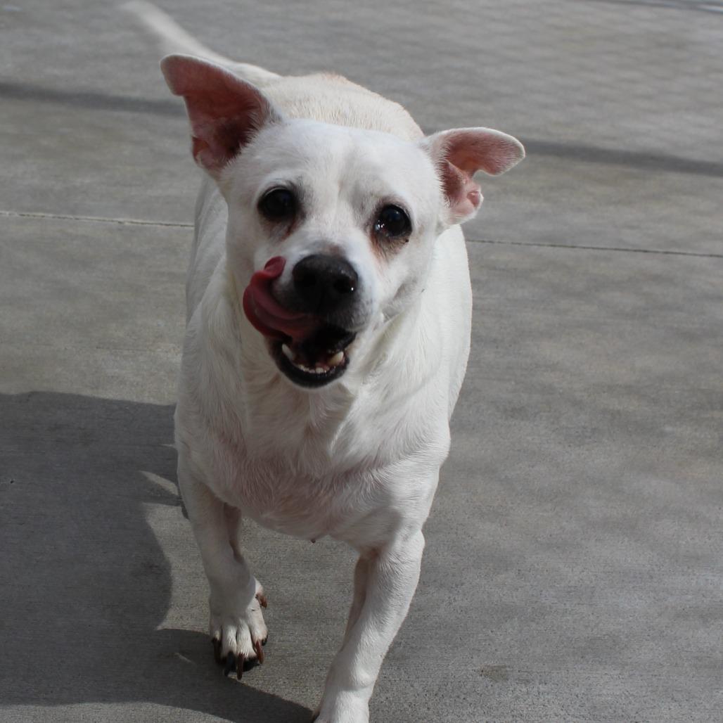 Shaggy, Adoptable, Senior Male Chihuahua.