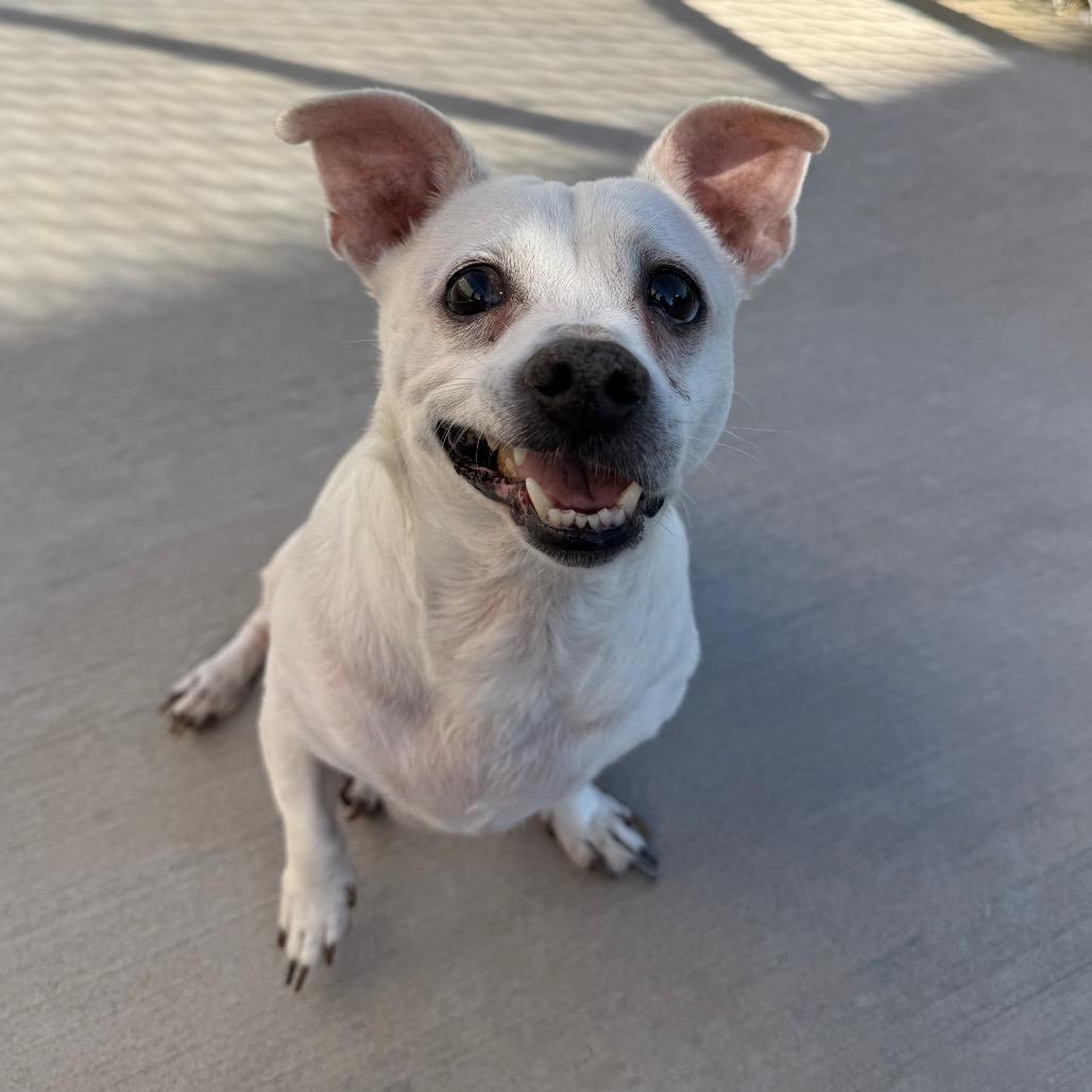 Enlarge Shaggy, a Adoptable Chihuahua in McPherson, KS image 2/6
