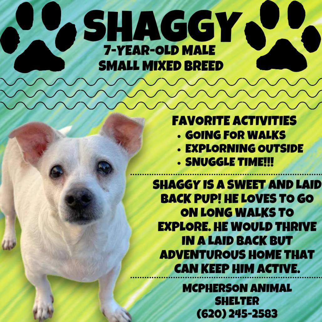 Enlarge Shaggy, a Adoptable Chihuahua in McPherson, KS image 3/6