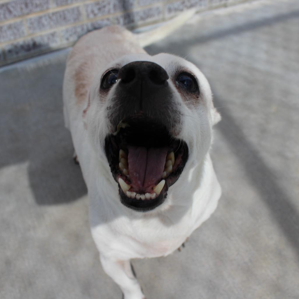 Enlarge Shaggy, a Adoptable Chihuahua in McPherson, KS image 4/6