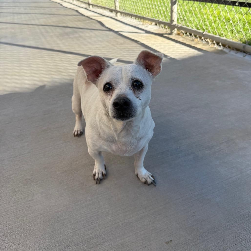 Enlarge Shaggy, a Adoptable Chihuahua in McPherson, KS image 5/6