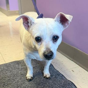 Enlarge Shaggy, a Adoptable Chihuahua in McPherson, KS image 6/6
