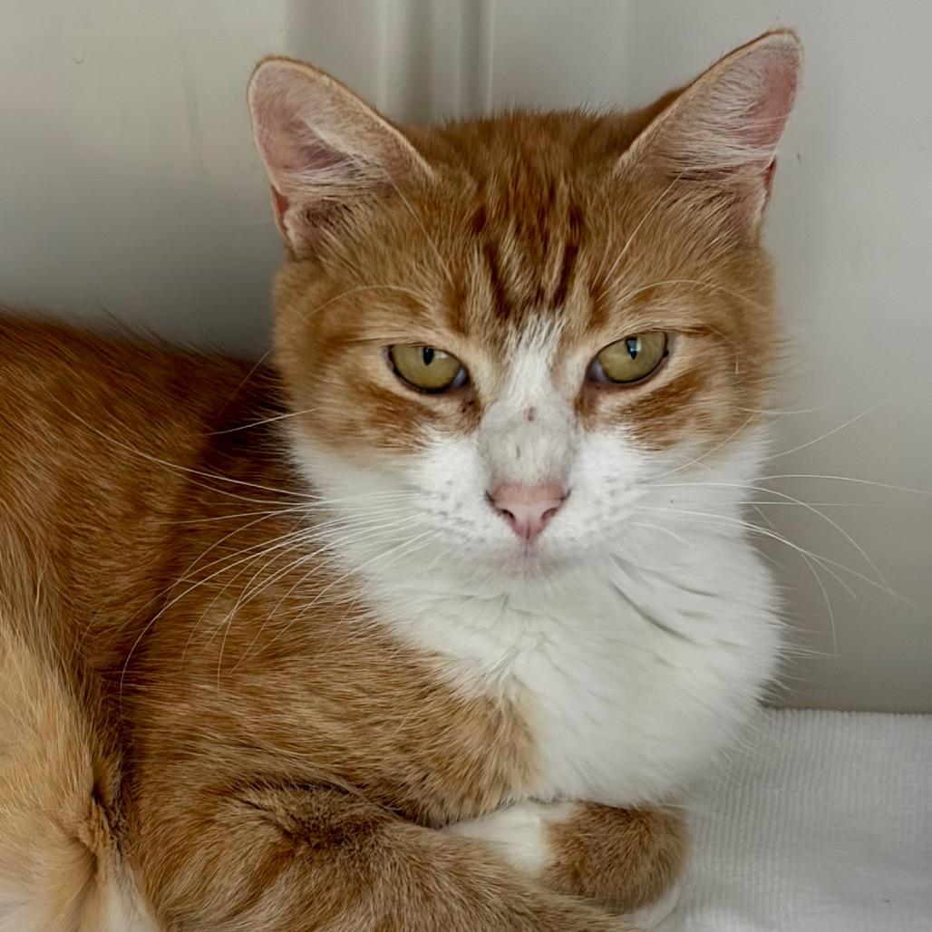 Martha, Adoptable, Adult Female Domestic Short Hair.