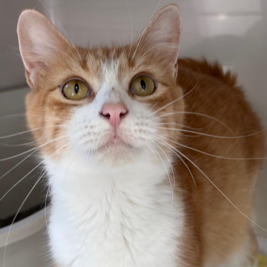 Enlarge Martha, a Adoptable Domestic Short Hair in Greensboro, GA image 2/5
