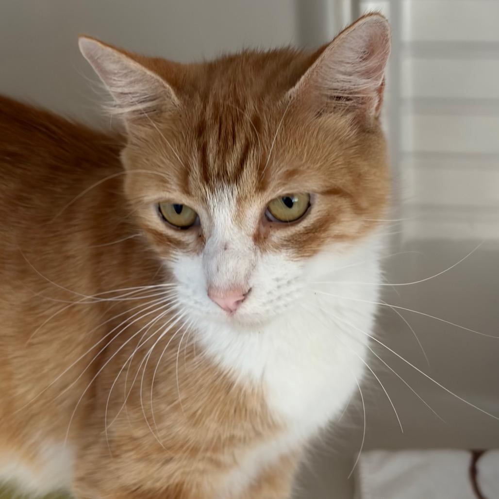 Enlarge Martha, a Adoptable Domestic Short Hair in Greensboro, GA image 3/5