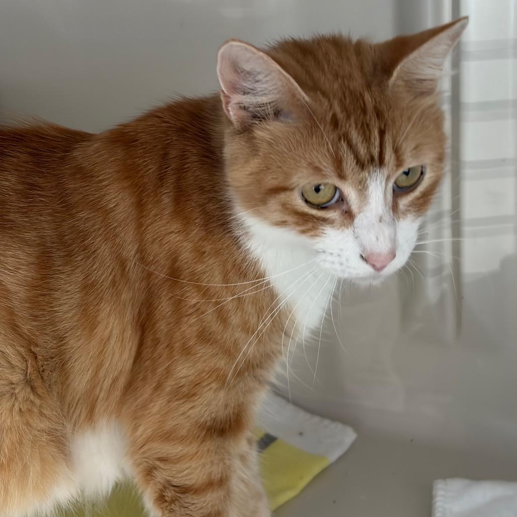 Enlarge Martha, a Adoptable Domestic Short Hair in Greensboro, GA image 4/5
