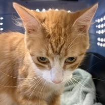Enlarge Martha, a Adoptable Domestic Short Hair in Greensboro, GA image 5/5