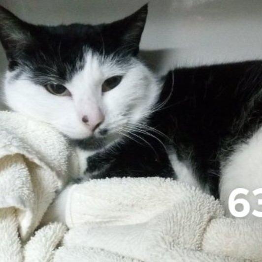 Oscar, Adoptable, Young Male Domestic Short Hair.