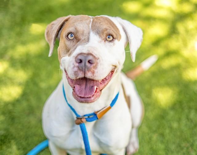 FAIRY, Adoptable, Adult Female Pit Bull Terrier.