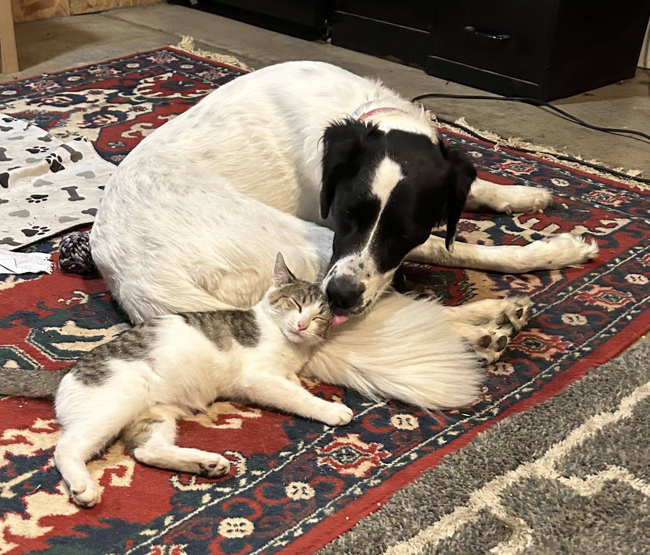 Cat for adoption Wally, a Domestic Short Hair Mix in Bedminster, NJ