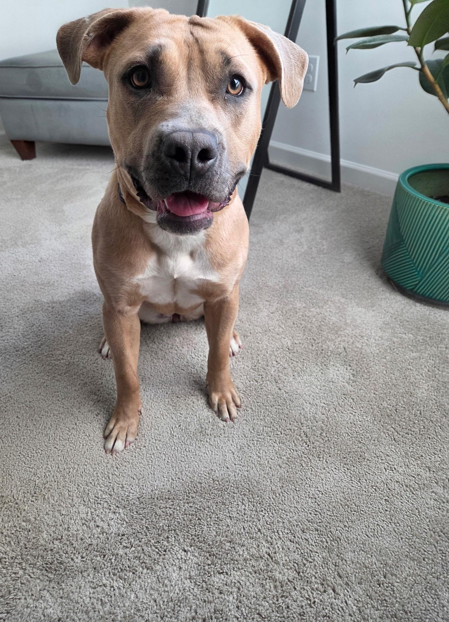 Butterscotch, a Adoptable Pit Bull Terrier in Denver, NC image 3/6