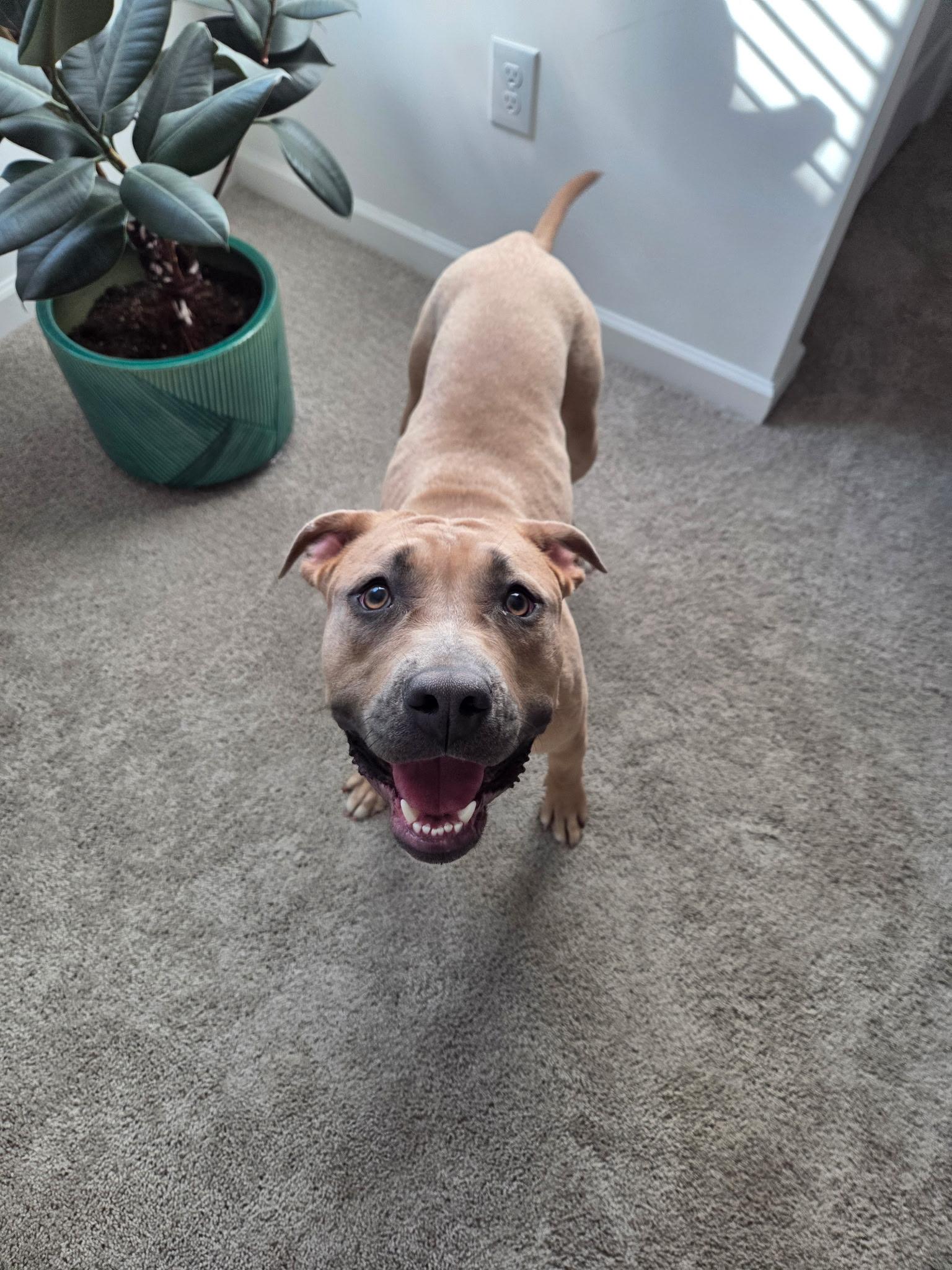 Butterscotch, a Adoptable Pit Bull Terrier in Denver, NC image 6/6