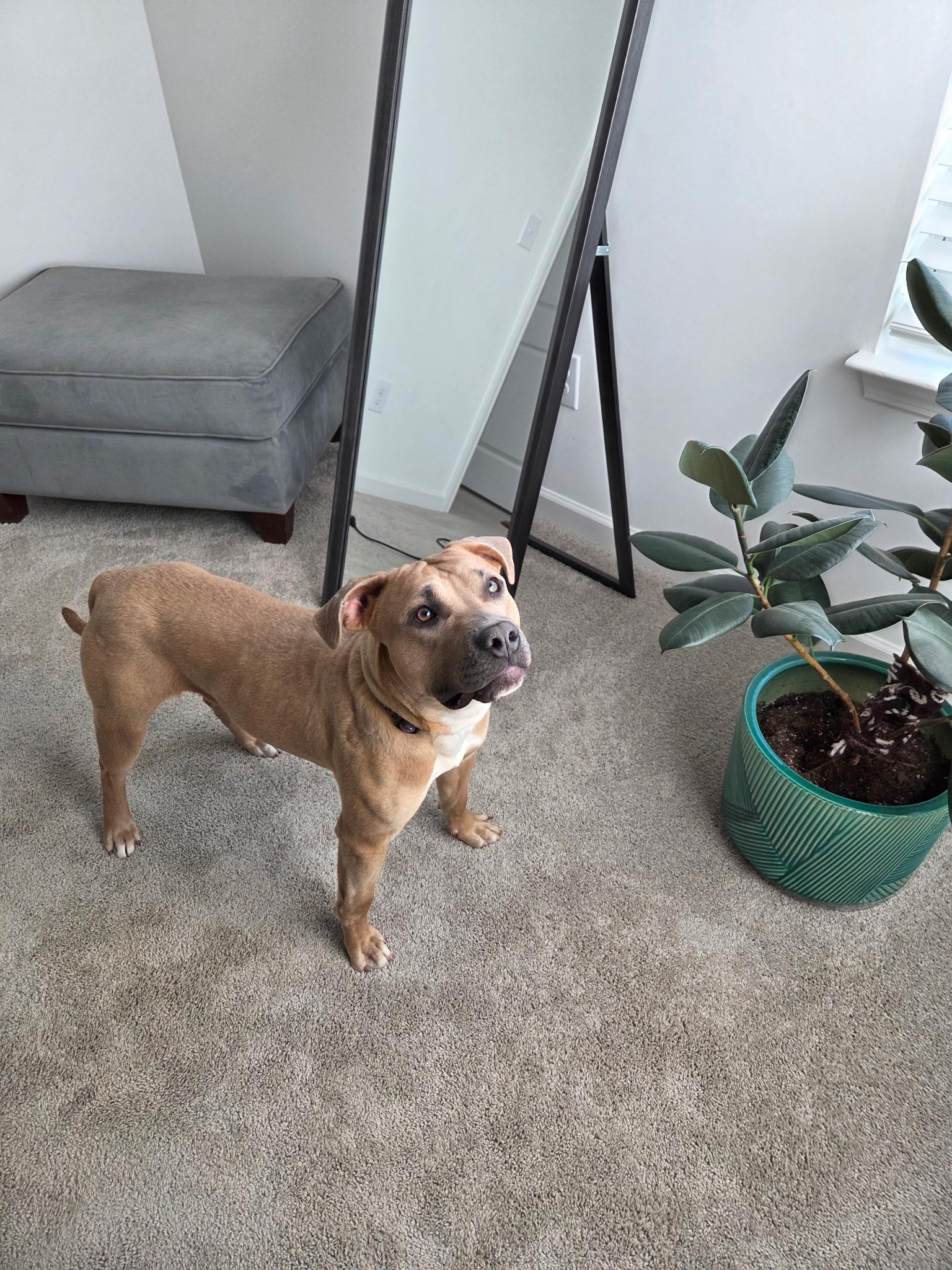 Butterscotch, a Adoptable Pit Bull Terrier in Denver, NC image 4/6
