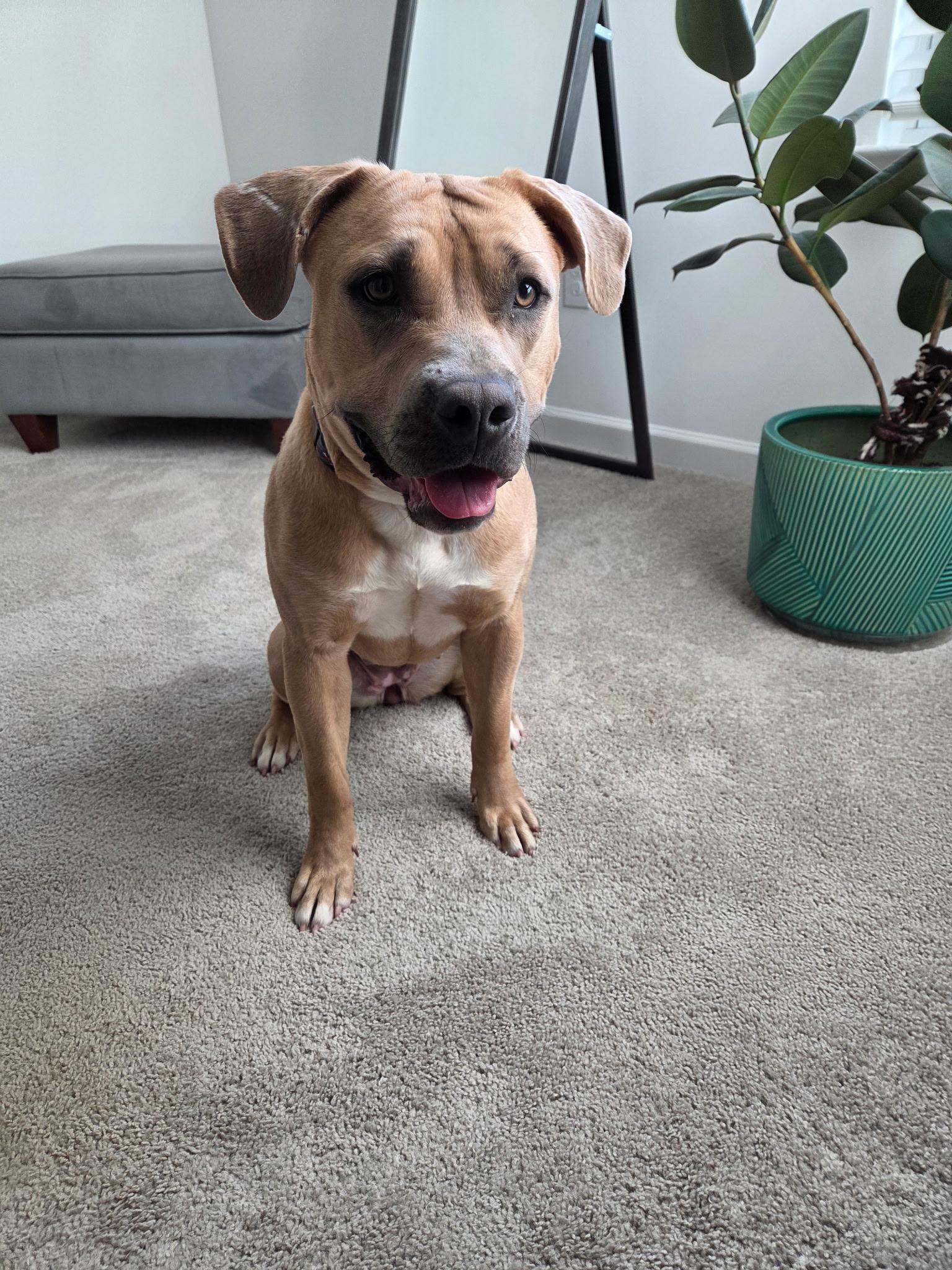 Butterscotch, a Adoptable Pit Bull Terrier in Denver, NC image 5/6