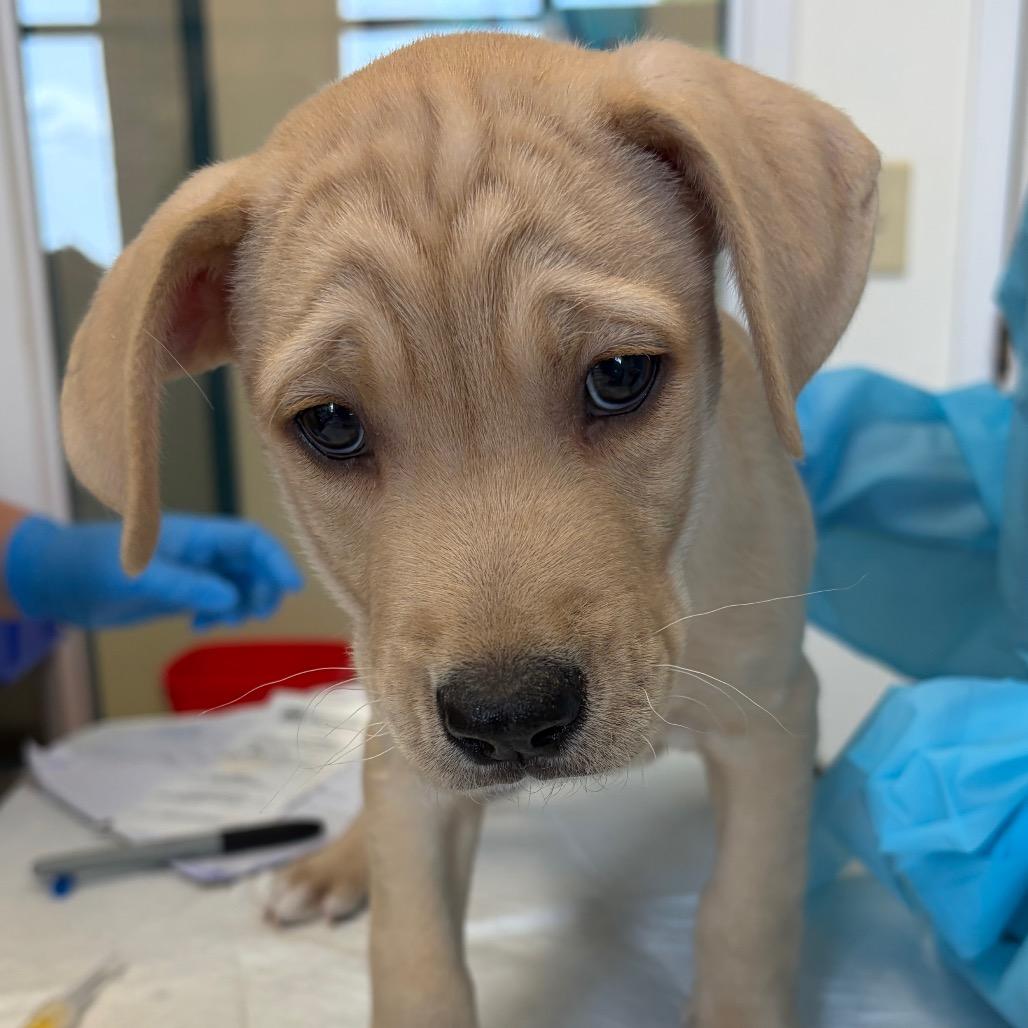 Enlarge Derby, a Adoptable mixed breed in Nashville, TN image 1/1