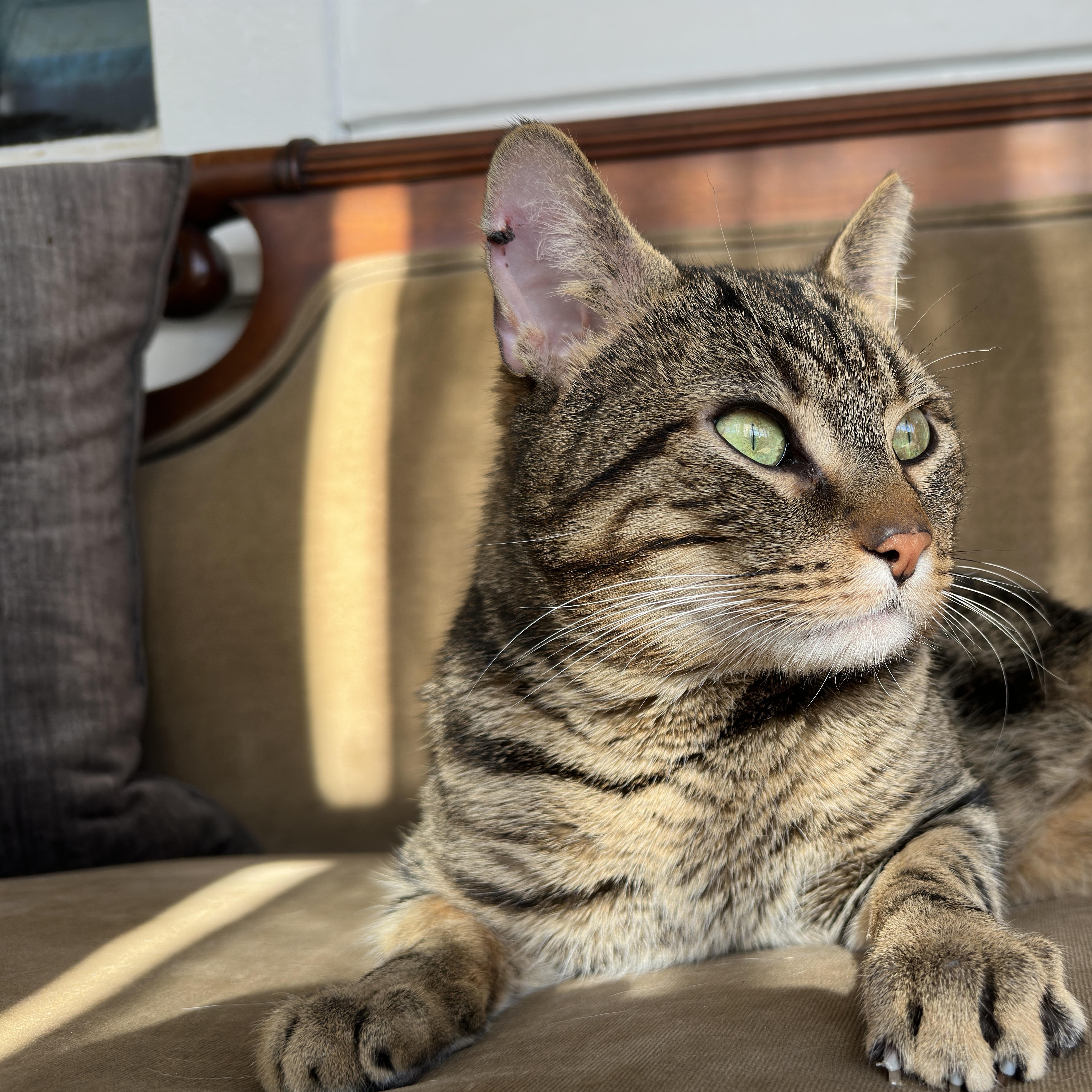 Enlarge Guinness Handsome Sweet Cat, a ADOPTABLE Domestic Short Hair in Clifton, NJ image 3/6