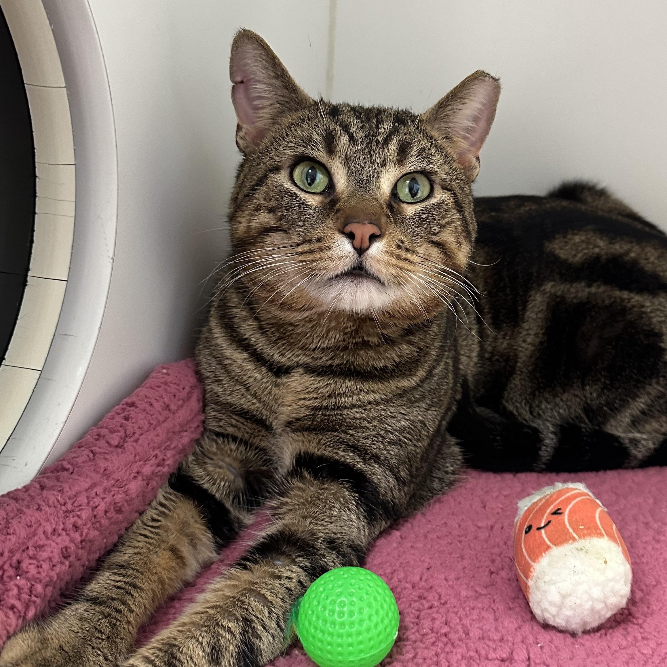 Enlarge Guinness Handsome Sweet Cat, a ADOPTABLE Domestic Short Hair in Clifton, NJ image 2/6