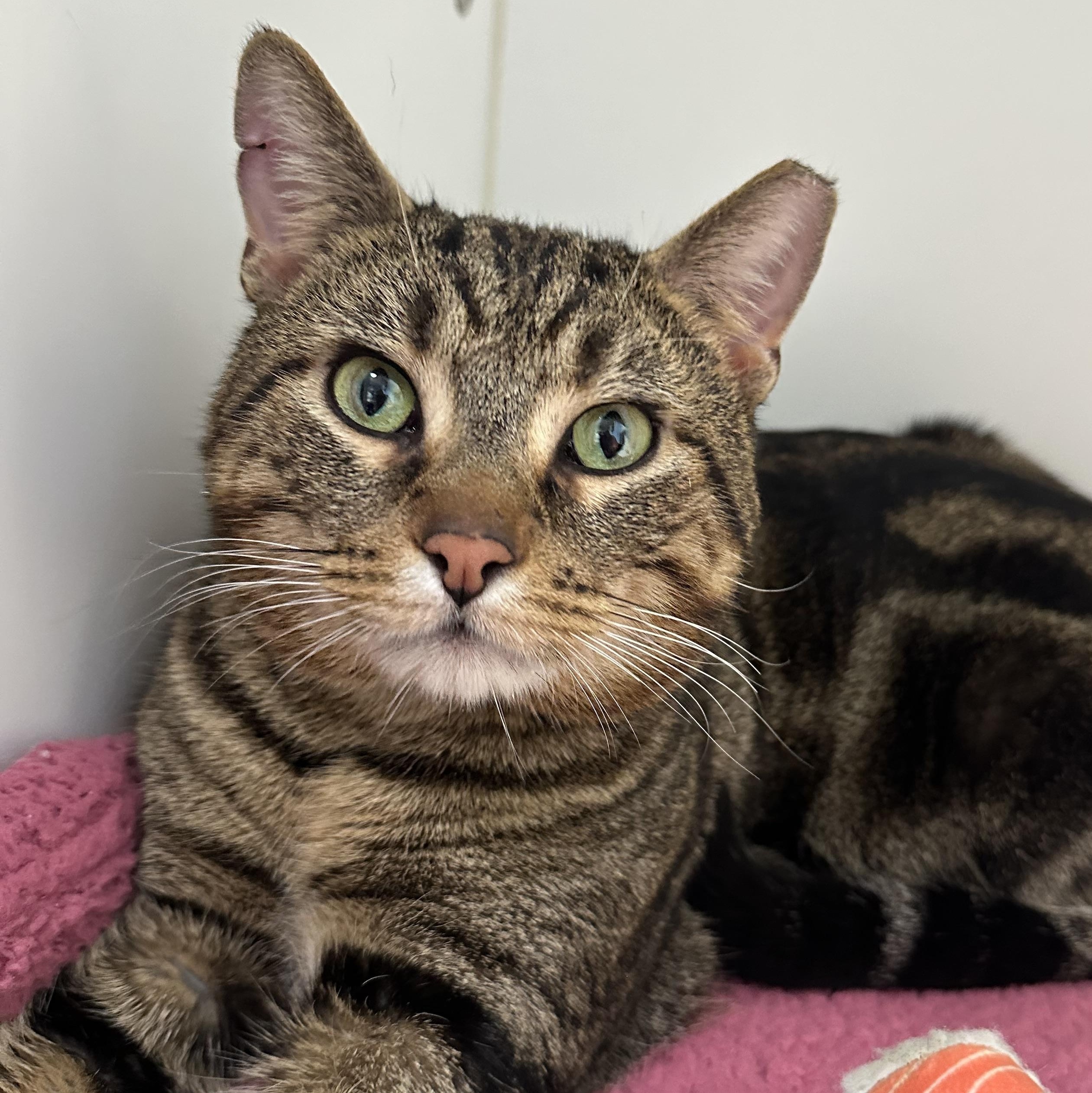 Enlarge Guinness Handsome Sweet Cat, a ADOPTABLE Domestic Short Hair in Clifton, NJ image 1/6
