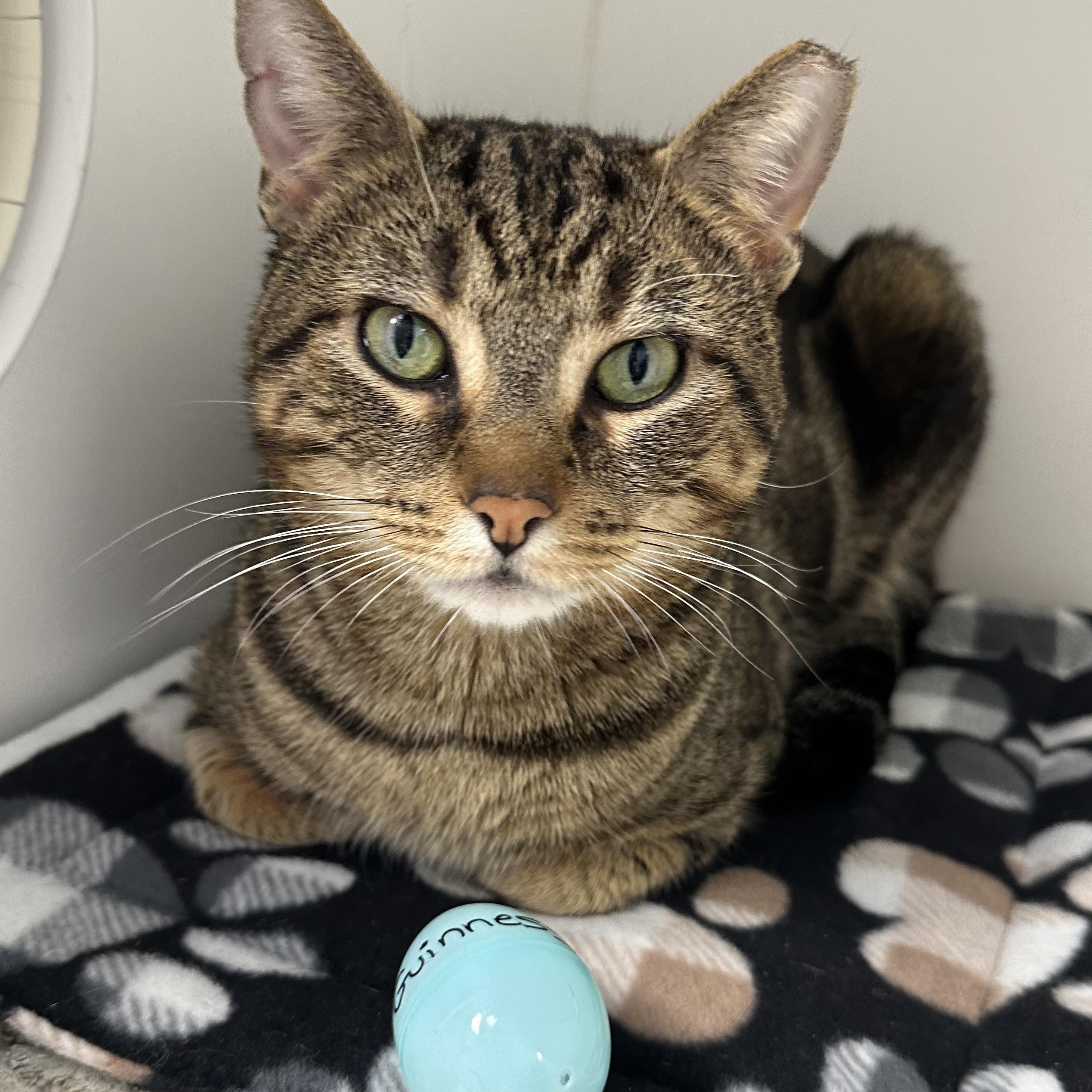 Enlarge Guinness Handsome Sweet Cat, a ADOPTABLE Domestic Short Hair in Clifton, NJ image 4/6