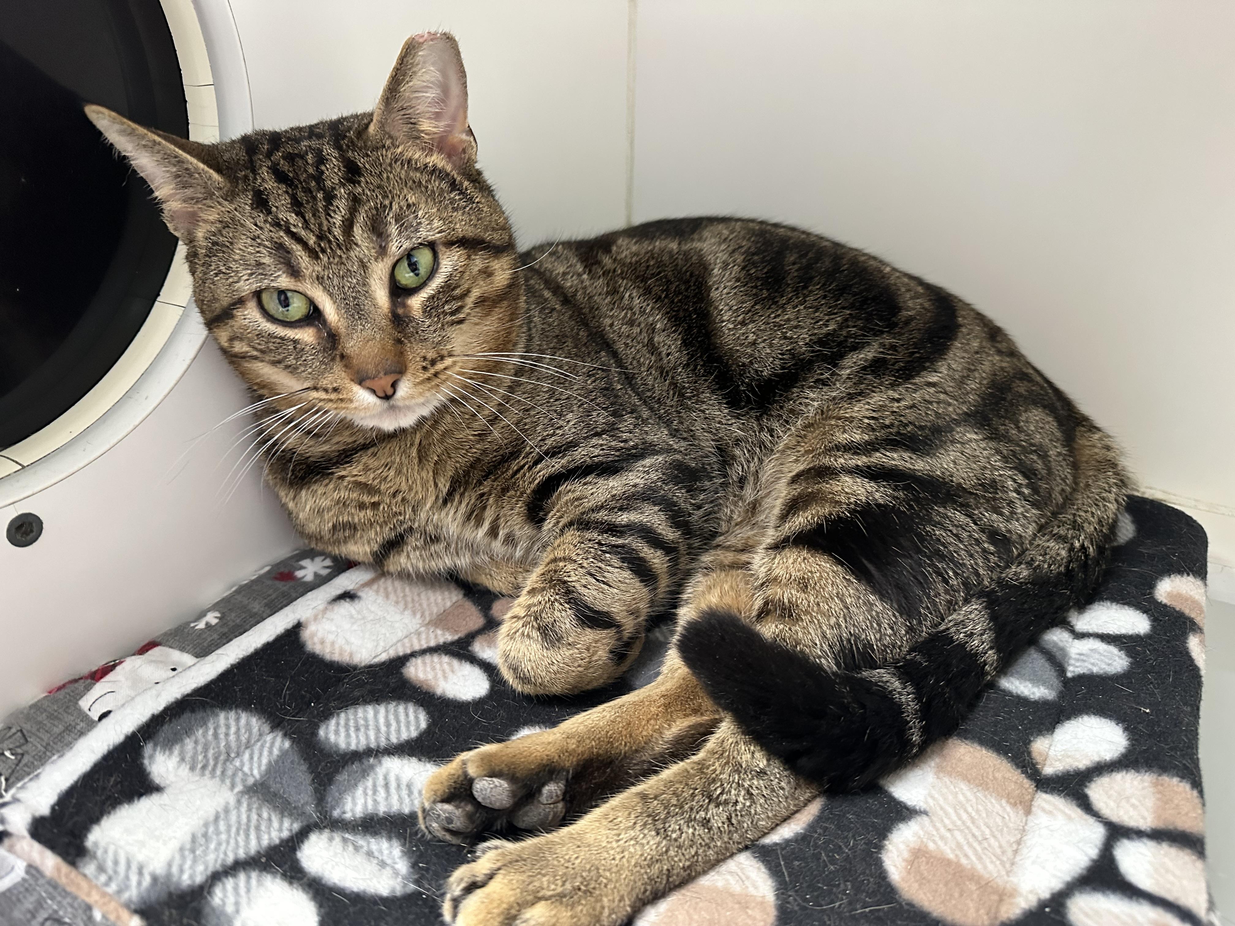 Enlarge Guinness Handsome Sweet Cat, a ADOPTABLE Domestic Short Hair in Clifton, NJ image 6/6