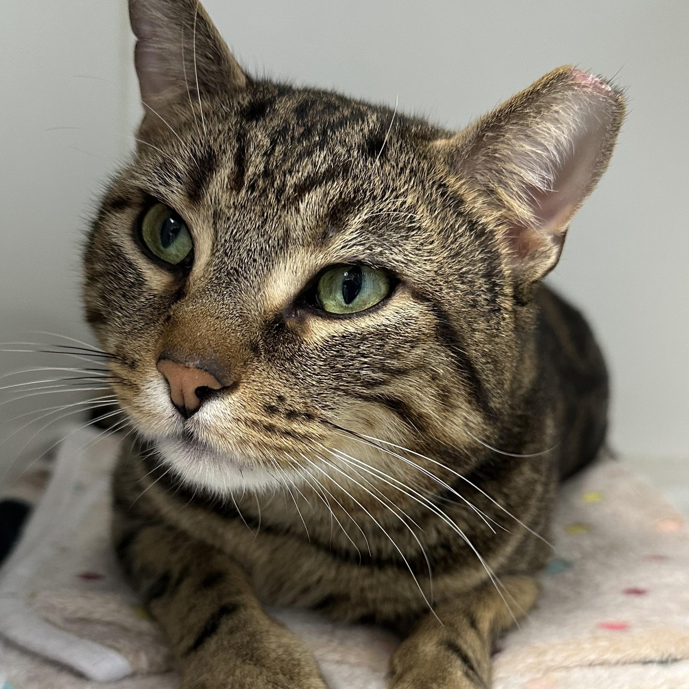 Enlarge Guinness Handsome Sweet Cat, a ADOPTABLE Domestic Short Hair in Clifton, NJ image 5/6