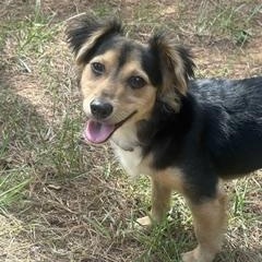 Chase, a ADOPTABLE mixed breed in Waxhaw, NC image 4/4
