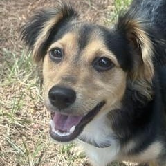 Chase, a ADOPTABLE mixed breed in Waxhaw, NC image 3/4