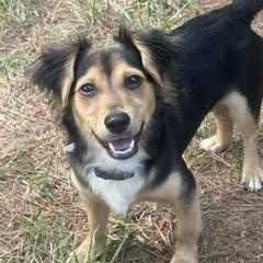 Chase, a ADOPTABLE mixed breed in Waxhaw, NC image 2/4
