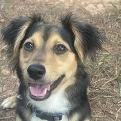Chase, a ADOPTABLE mixed breed in Waxhaw, NC image 1/4
