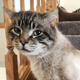 Enlarge Bluey, a Adoptable Domestic Short Hair in Yankton, SD image 1/6