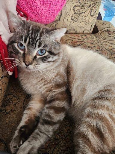 Enlarge Bluey, a Adoptable Domestic Short Hair in Yankton, SD image 2/6