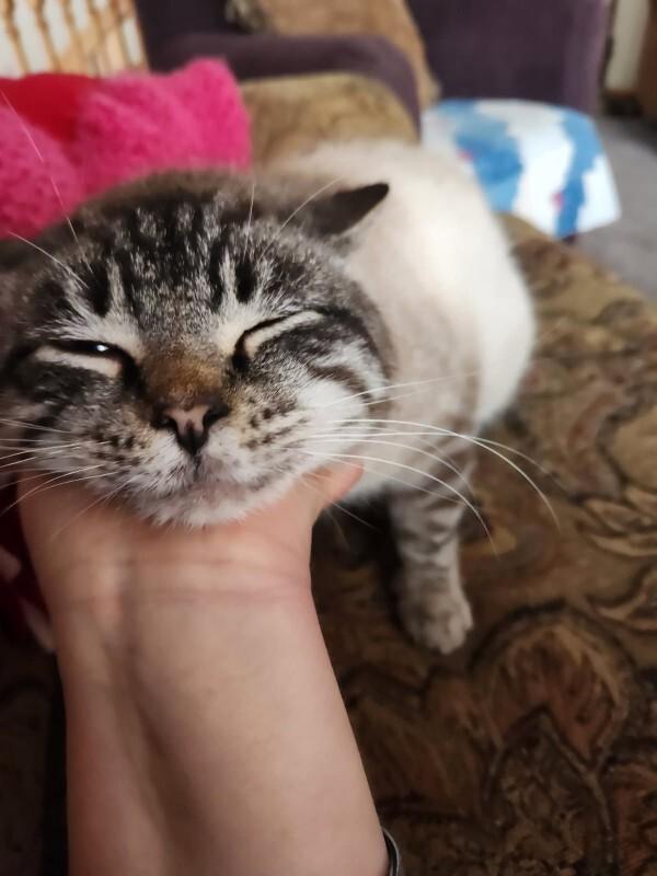 Enlarge Bluey, a Adoptable Domestic Short Hair in Yankton, SD image 3/6