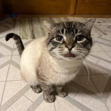 Enlarge Bluey, a Adoptable Domestic Short Hair in Yankton, SD image 4/6