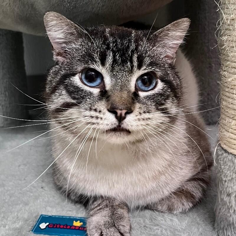 Enlarge Bluey, a Adoptable Domestic Short Hair in Yankton, SD image 5/6