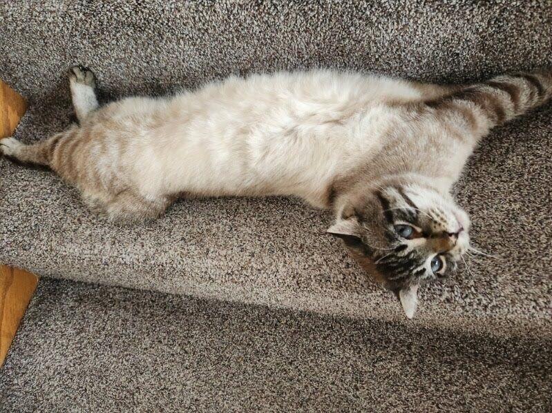 Enlarge Bluey, a Adoptable Domestic Short Hair in Yankton, SD image 6/6