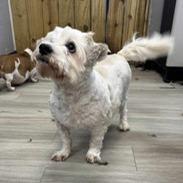 Buster, a Adoptable mixed breed in Baton Rouge, LA image 1/4