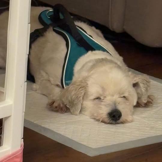 Buster, a Adoptable mixed breed in Baton Rouge, LA image 2/4