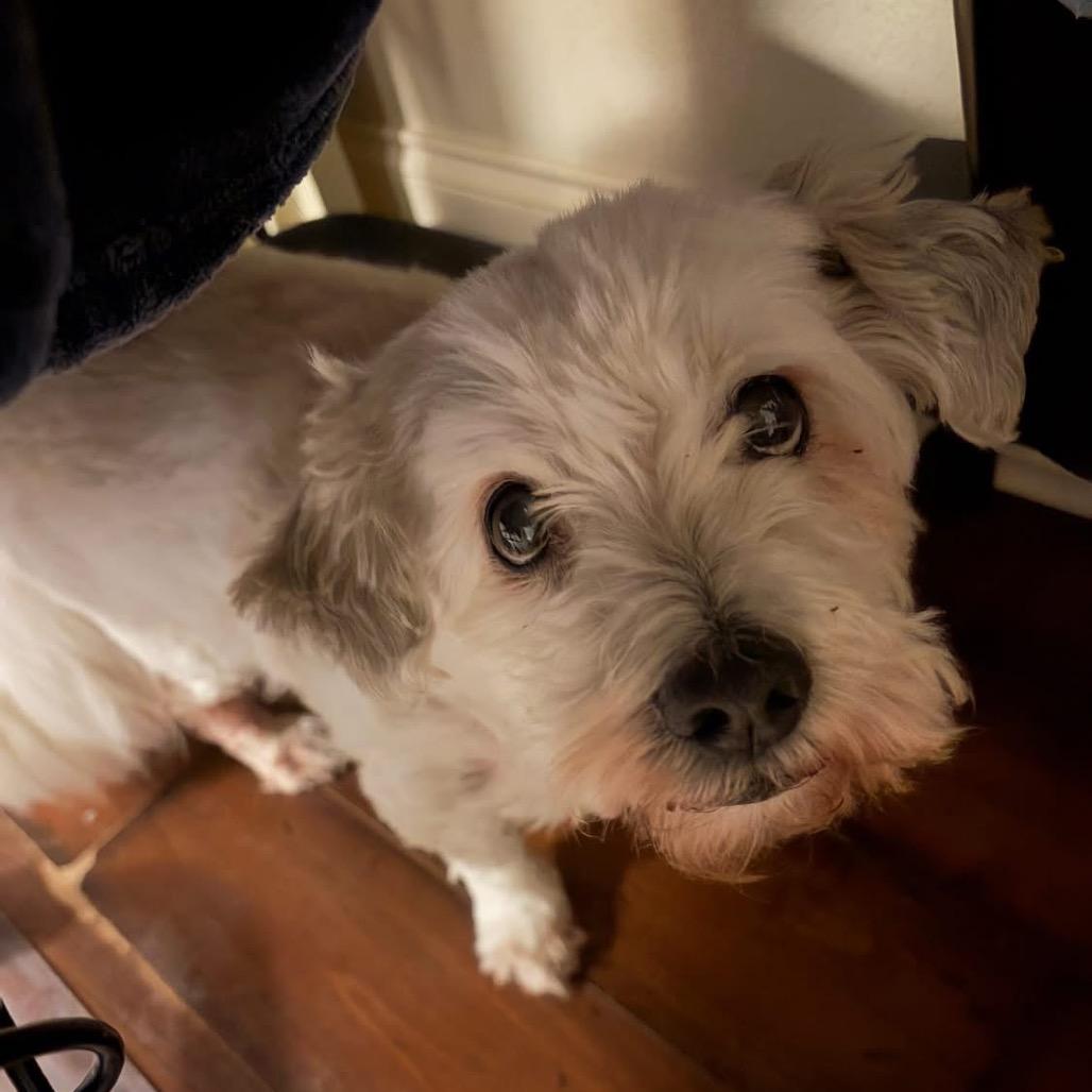 Buster, Adoptable, Adult Male Maltese & Poodle.