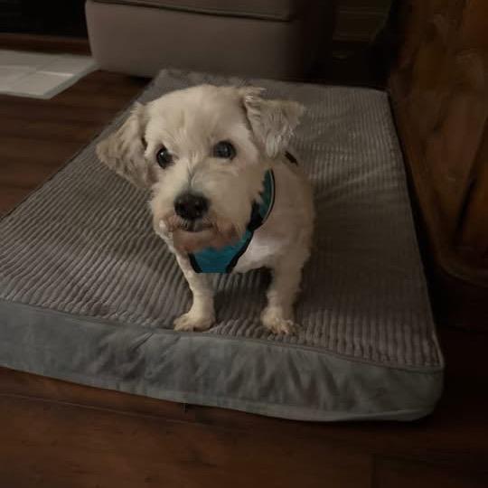 Buster, a Adoptable mixed breed in Baton Rouge, LA image 4/4