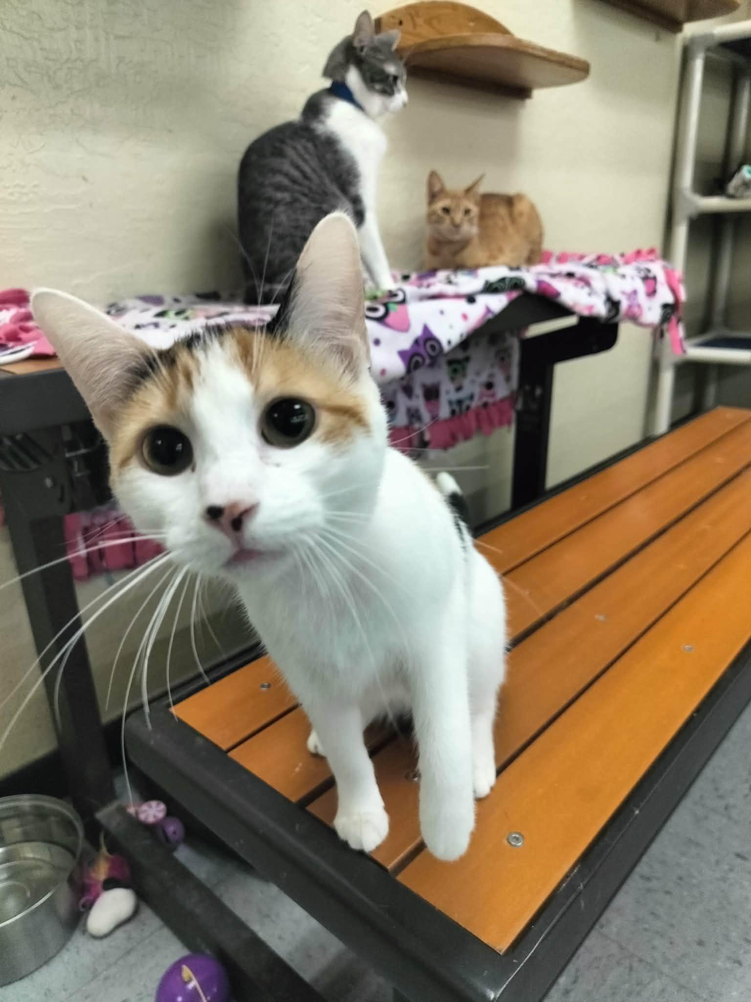 Sunflower — thumbnail 2