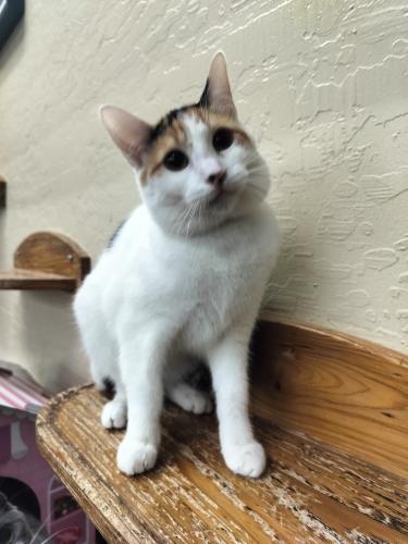Enlarge Sunflower, a Adoptable Calico in Parlier, CA image 3/6