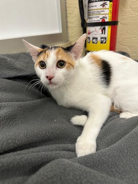 Enlarge Sunflower, a Adoptable Calico in Parlier, CA image 3/4
