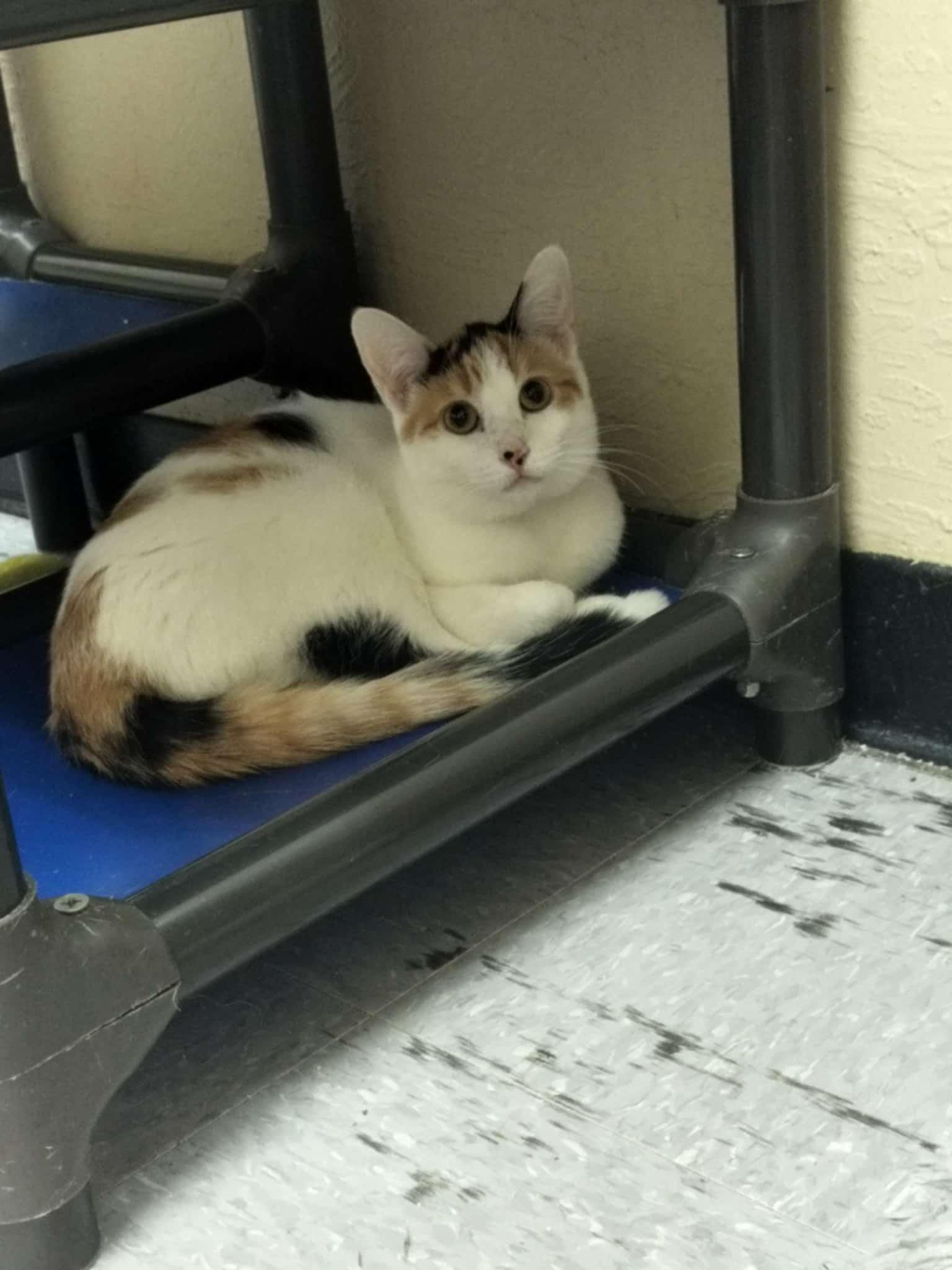 Enlarge Sunflower, a Adoptable Calico in Parlier, CA image 4/6