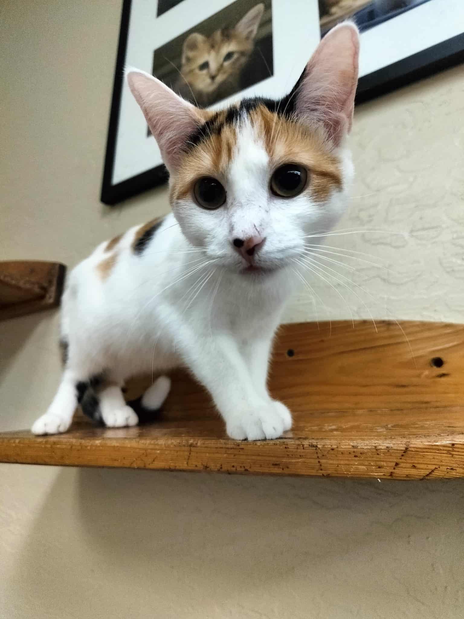 Sunflower, Adoptable, Young Female Calico.