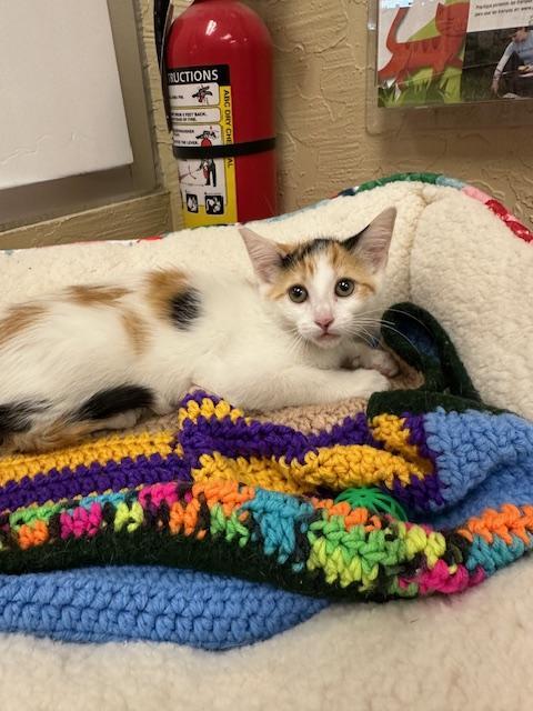 Enlarge Sunflower, a Adoptable Calico in Parlier, CA image 5/6
